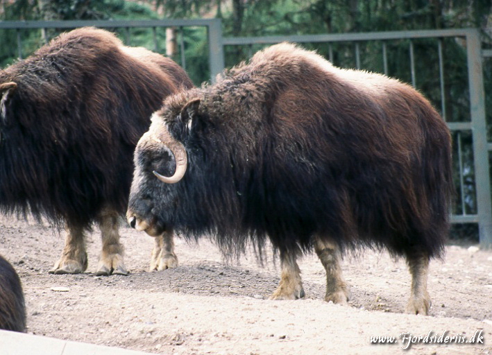 Zoo KBH 1998 0034.JPG